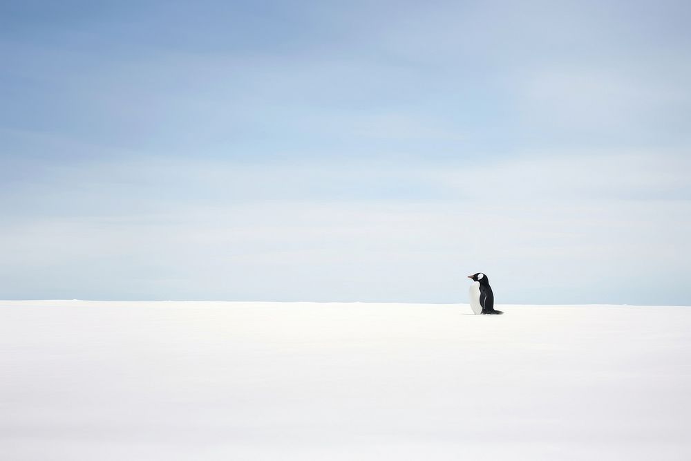 Penguin on snow sky photography landscape. AI generated Image by rawpixel.