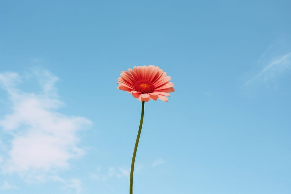 Summer flower sky outdoors nature. AI generated Image by rawpixel.