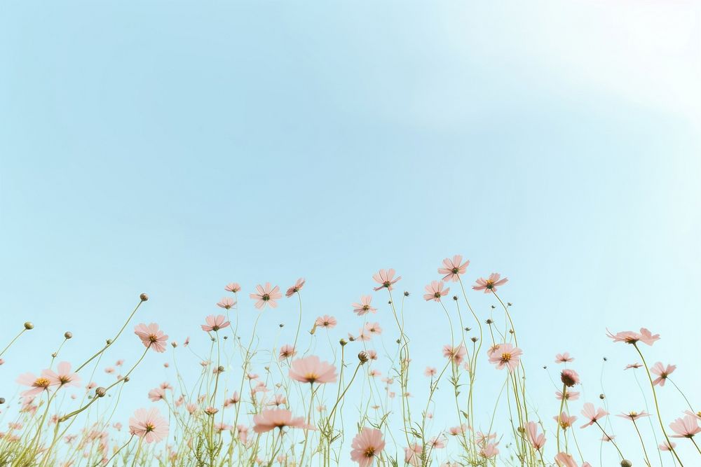 Summer flowers sky grassland outdoors. AI generated Image by rawpixel.