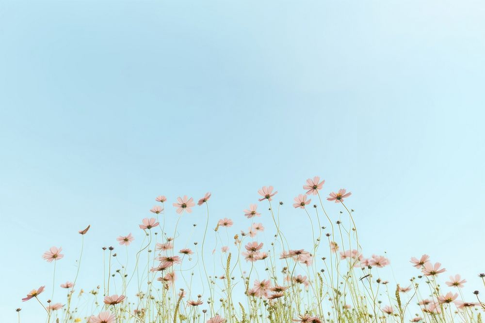Summer flowers sky outdoors nature. AI generated Image by rawpixel.