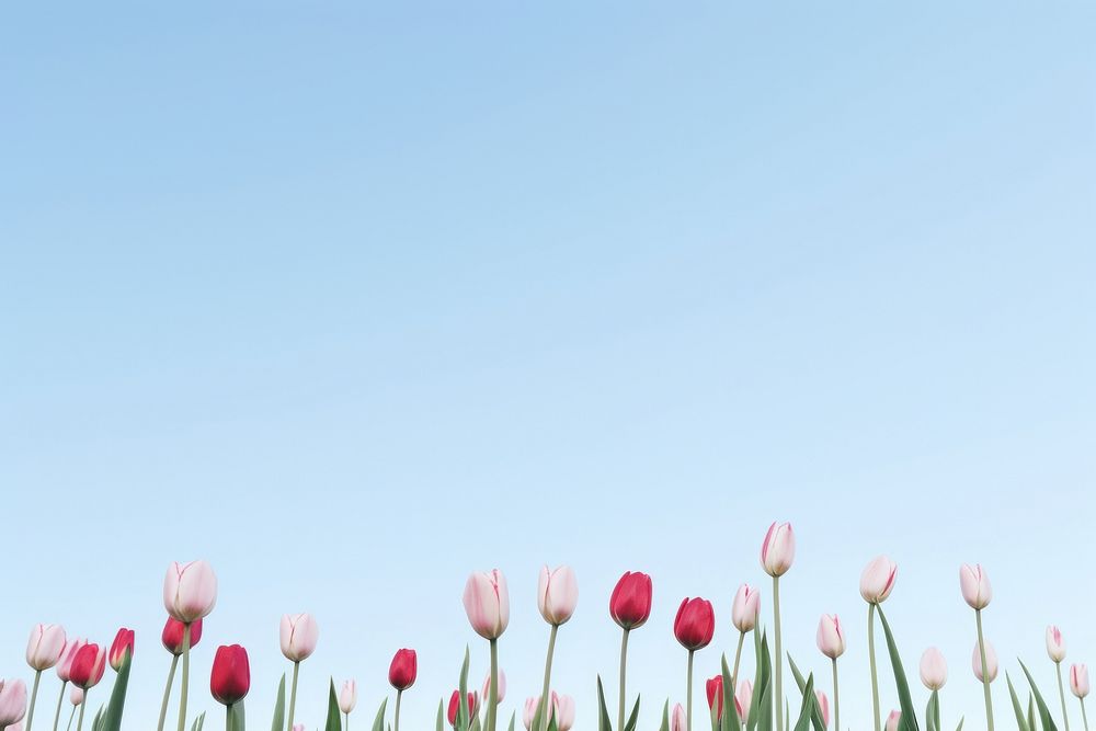 Tulip hill sky outdoors blossom. AI generated Image by rawpixel.