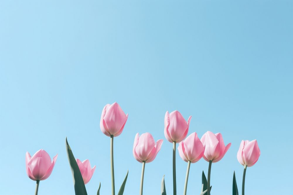 Tulip hils sky outdoors blossom. AI generated Image by rawpixel.