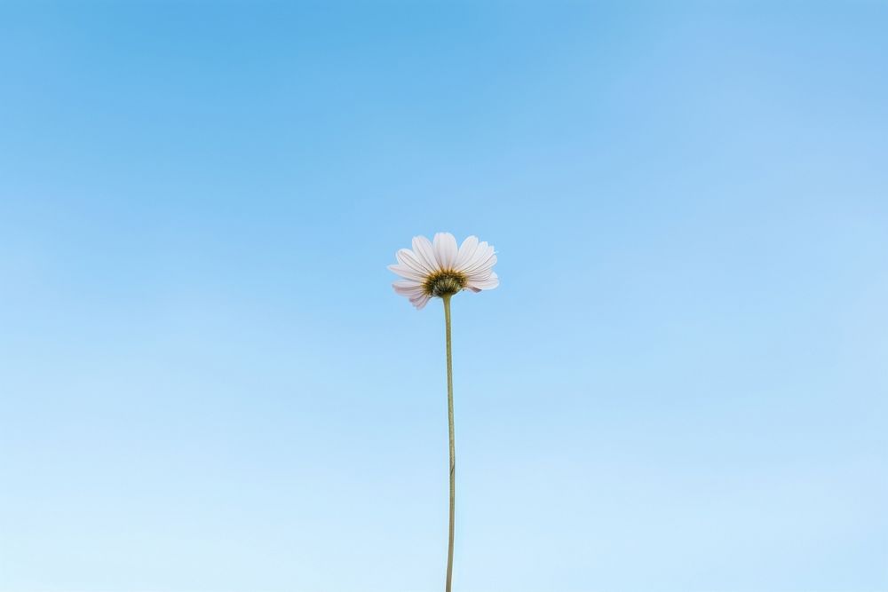Wildflower sky outdoors blossom. AI generated Image by rawpixel.