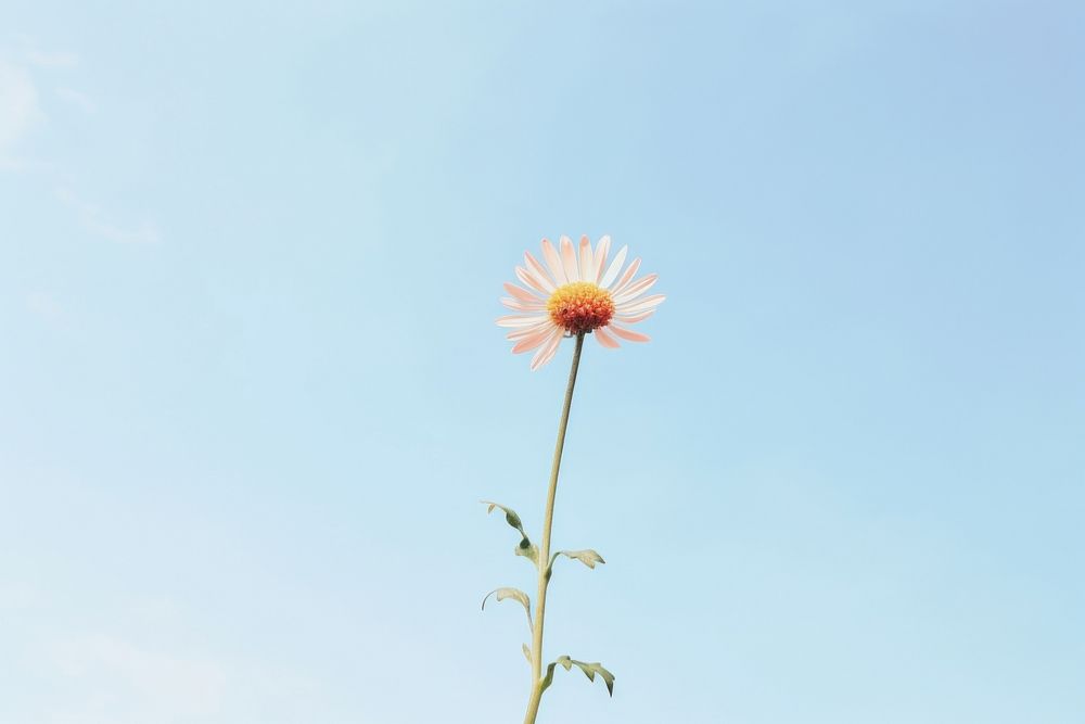 Wildflower sky outdoors nature. AI generated Image by rawpixel.