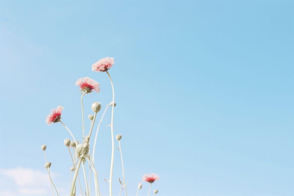 Wildflower sky outdoors nature. AI generated Image by rawpixel.