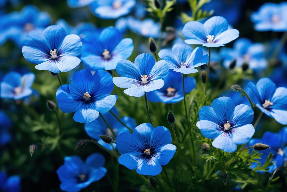 Nemophila flowers outdoors blossom nature. AI generated Image by rawpixel.