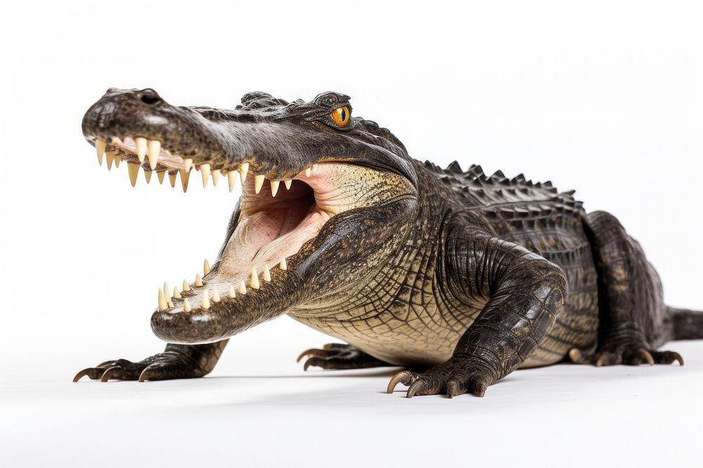 Crocodile open mouth crocodile reptile animal. AI generated Image by rawpixel.