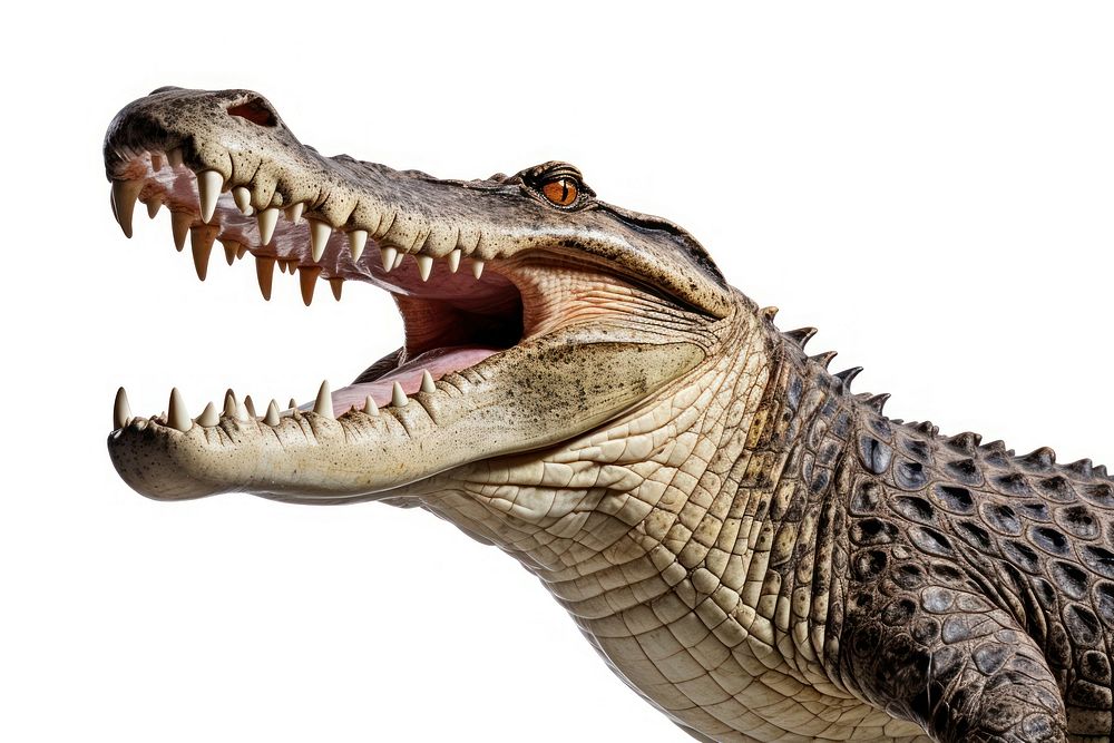 Crocodile open mouth crocodile dinosaur reptile. AI generated Image by rawpixel.