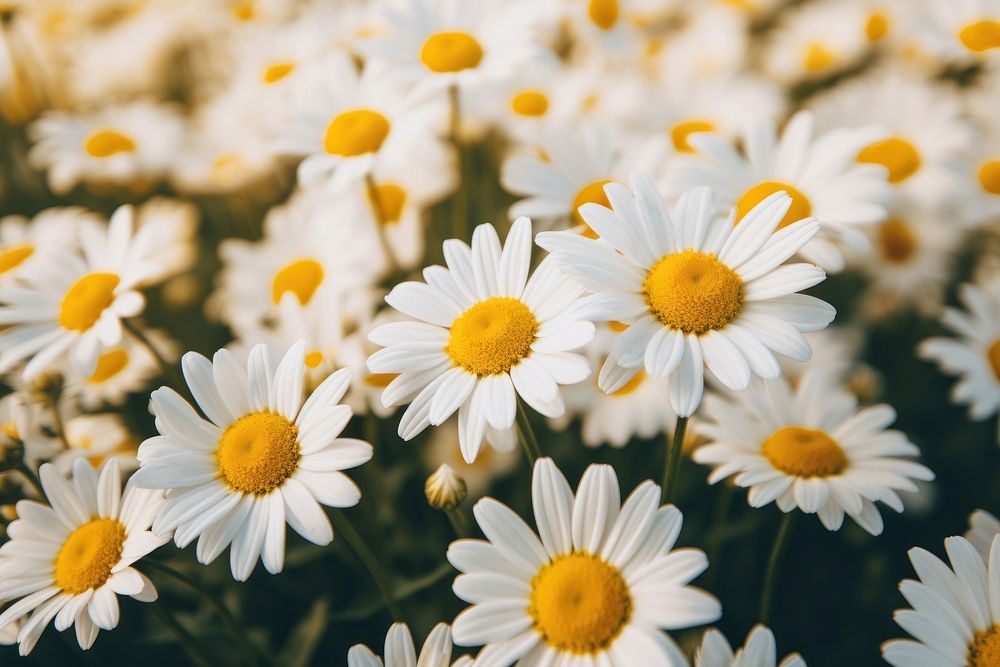 Daisies blooming on field outdoors blossom flower. AI generated Image by rawpixel.