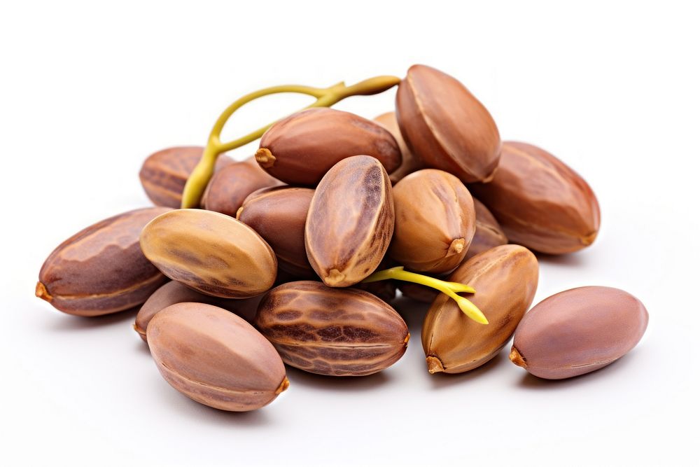 Jojoba seed plant food nut. AI generated Image by rawpixel.