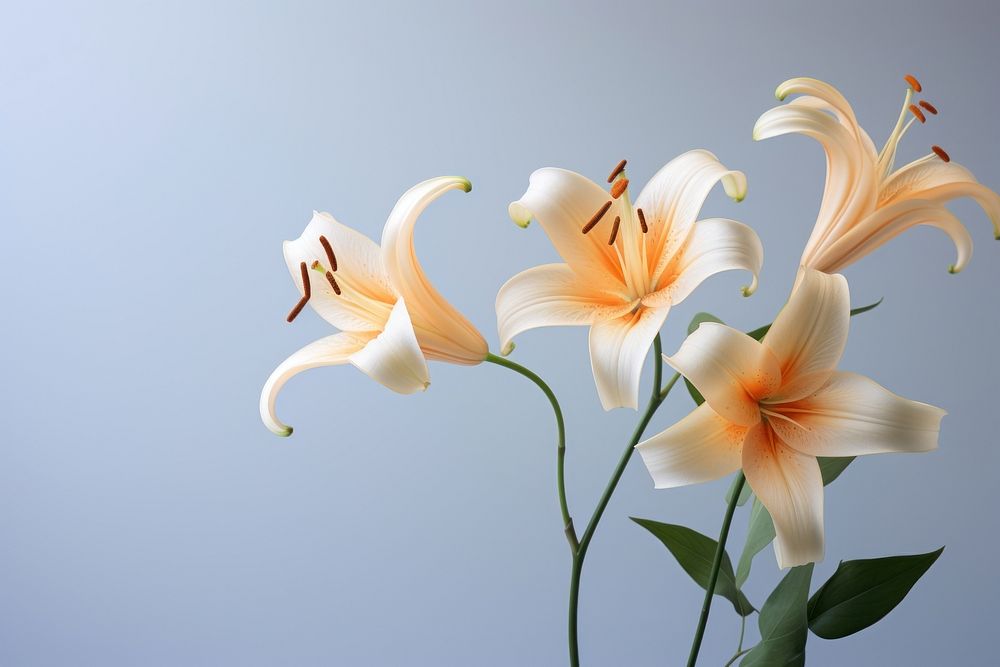 Lily flowers plant inflorescence freshness. AI generated Image by rawpixel.