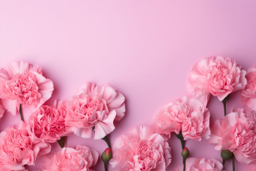 Pink carnation flowers plant pink inflorescence. AI generated Image by rawpixel.