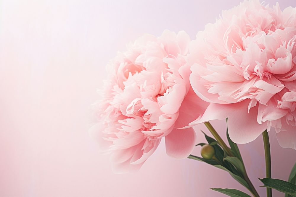 Pink peony flowers blossom plant rose. AI generated Image by rawpixel.