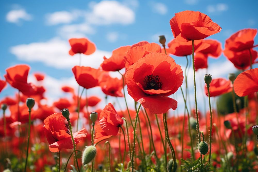 Poppy field outdoors blossom flower. AI generated Image by rawpixel.