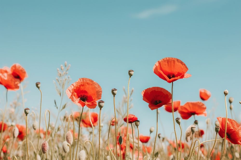 Poppy field outdoors blossom nature. AI generated Image by rawpixel.