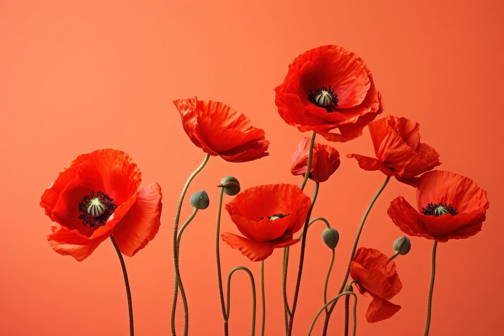Poppies flower poppy plant. AI generated Image by rawpixel.