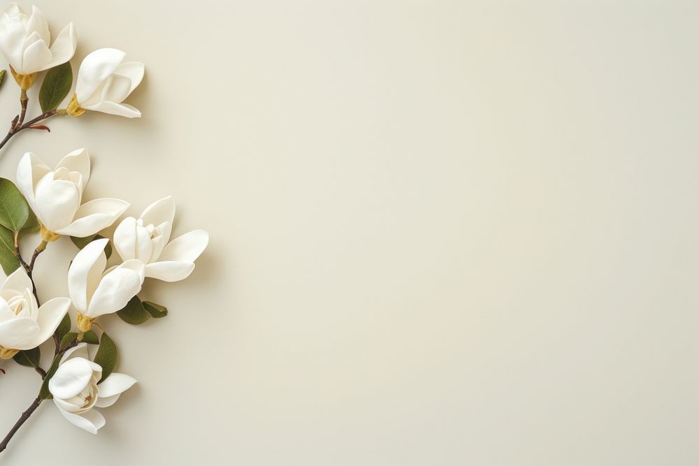 White magnolias flowers petal plant white. AI generated Image by rawpixel.