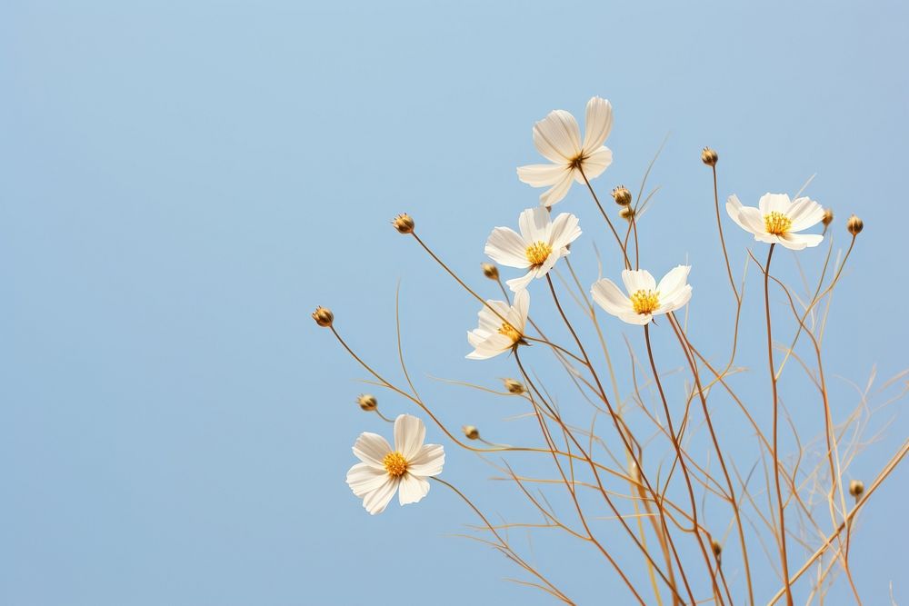 Wild flowers outdoors blossom nature. AI generated Image by rawpixel.