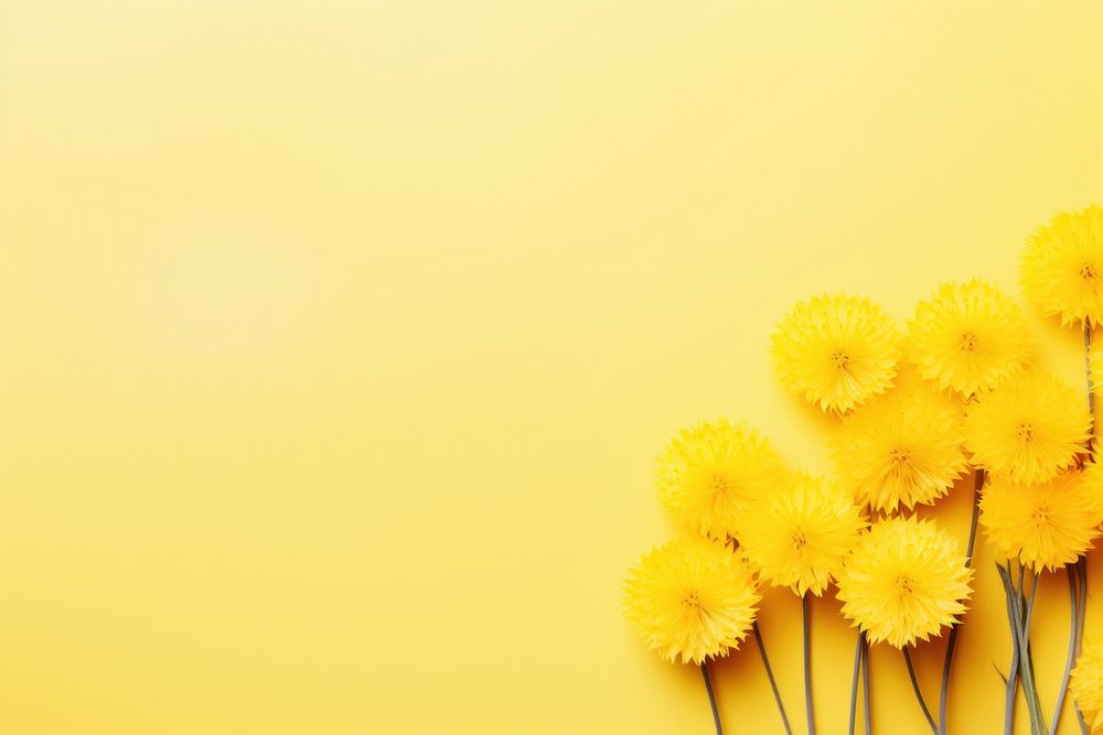 Yellow dandelion flowers inflorescence chrysanths copy space. AI generated Image by rawpixel.