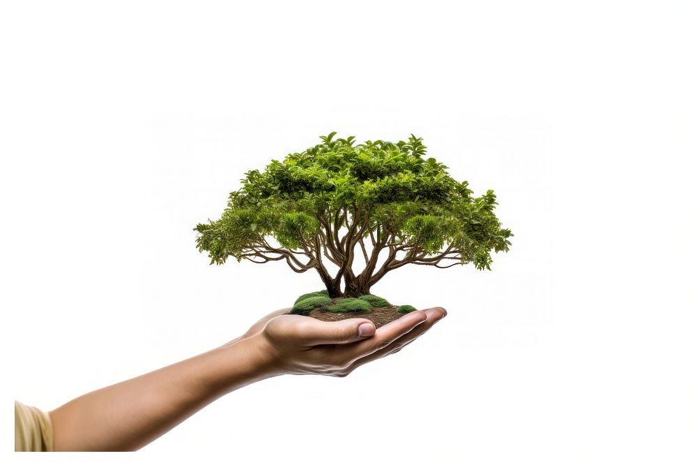 Hand holding big tree isolated bonsai plant adult. AI generated Image by rawpixel.