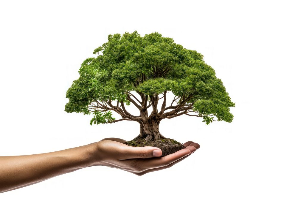 Hand holding big tree isolated bonsai plant adult. AI generated Image by rawpixel.