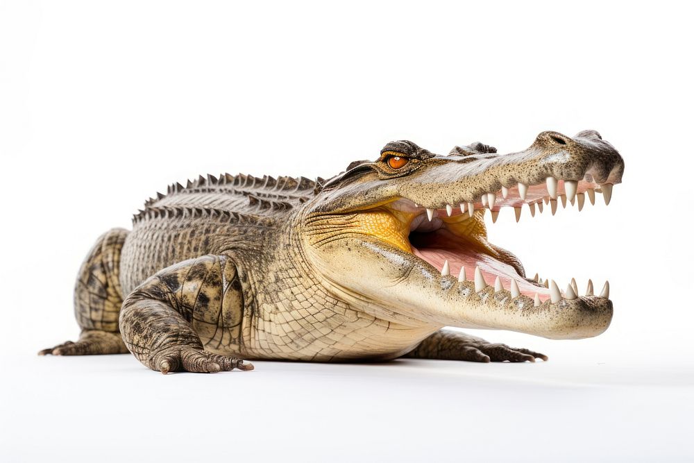Large Crocodile open mouth crocodile dinosaur reptile. AI generated Image by rawpixel.
