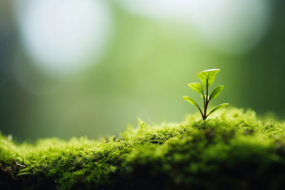 Plant growing green moss outdoors. AI generated Image by rawpixel.