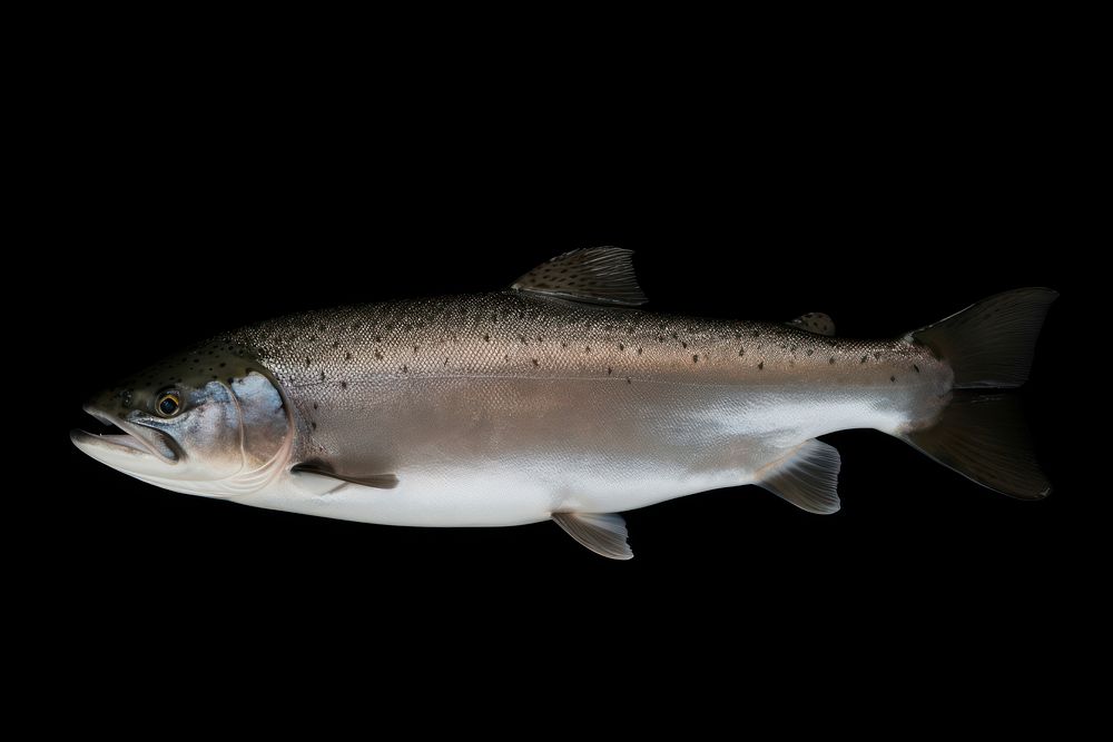 Salmon full body animal trout fish. AI generated Image by rawpixel.