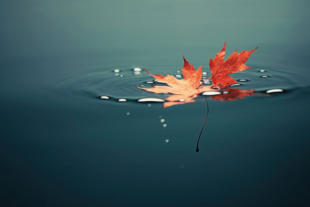 Maple falling on water outdoors plant leaf. AI generated Image by rawpixel.