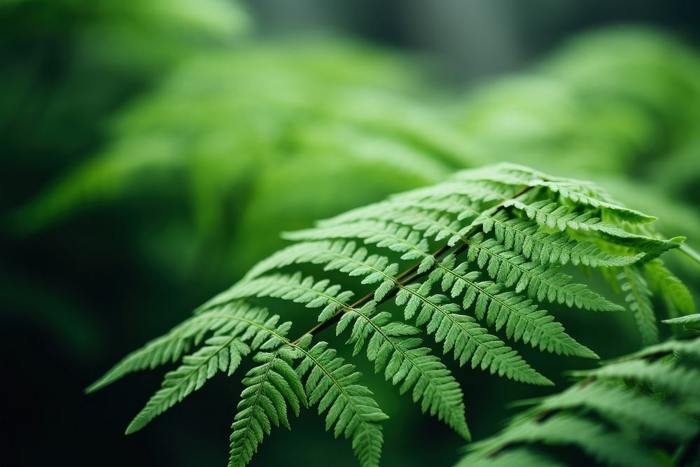 Ferns backgrounds plant leaf. AI generated Image by rawpixel.