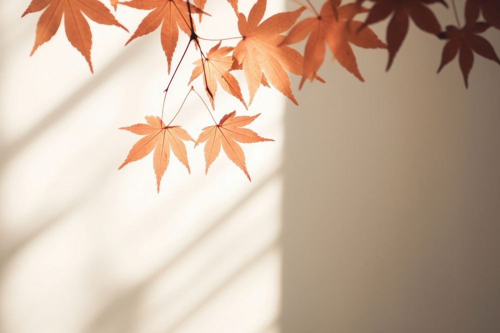 Shadow of the maple backgrounds plant leaf. AI generated Image by rawpixel.