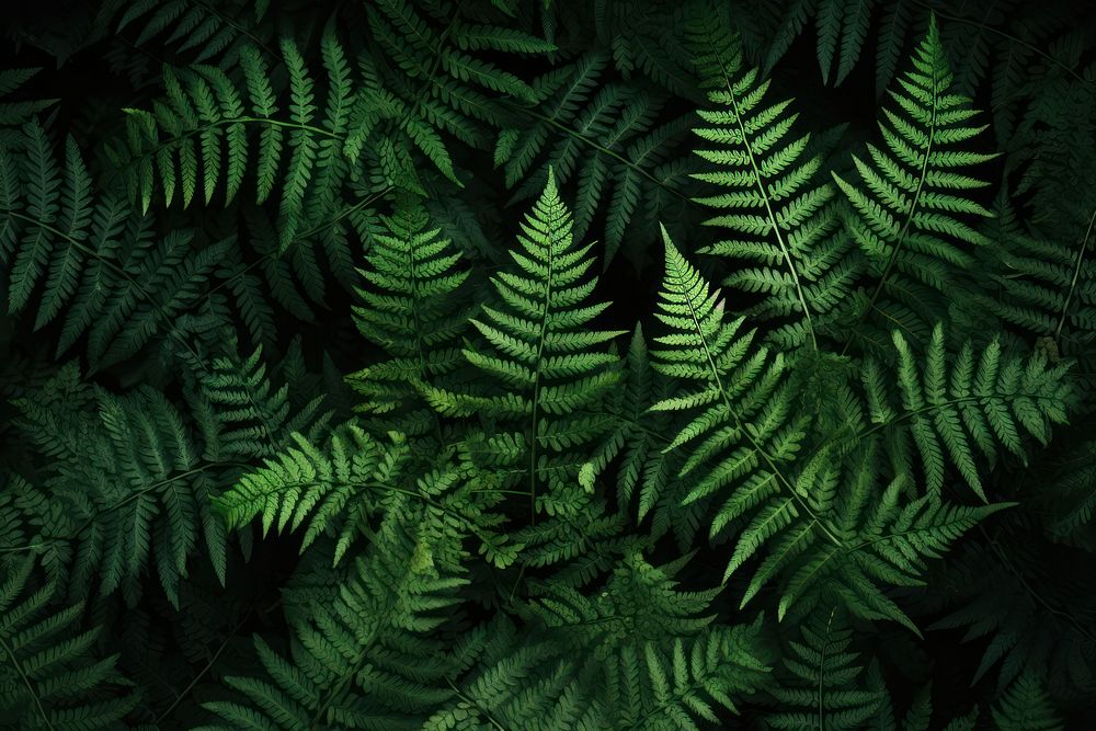 Ferns background backgrounds plant tranquility. AI generated Image by rawpixel.