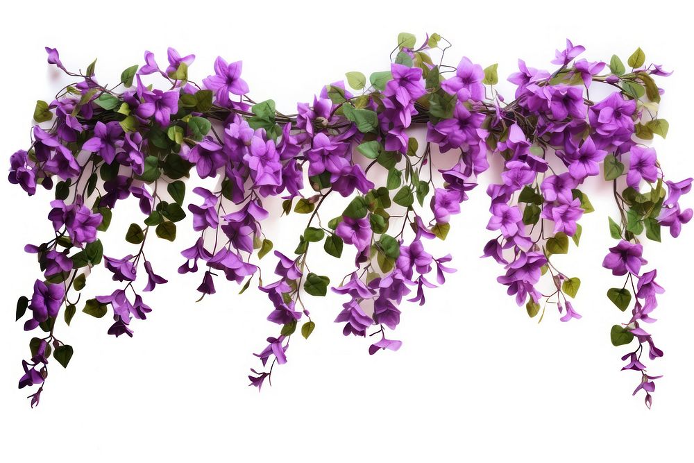 Purple vine with flowers hanging blossom plant white background. AI generated Image by rawpixel.
