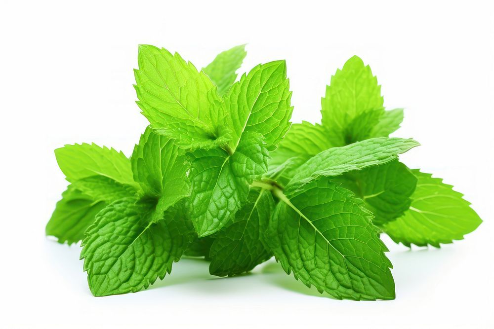 Mint plant herbs leaf. AI generated Image by rawpixel.