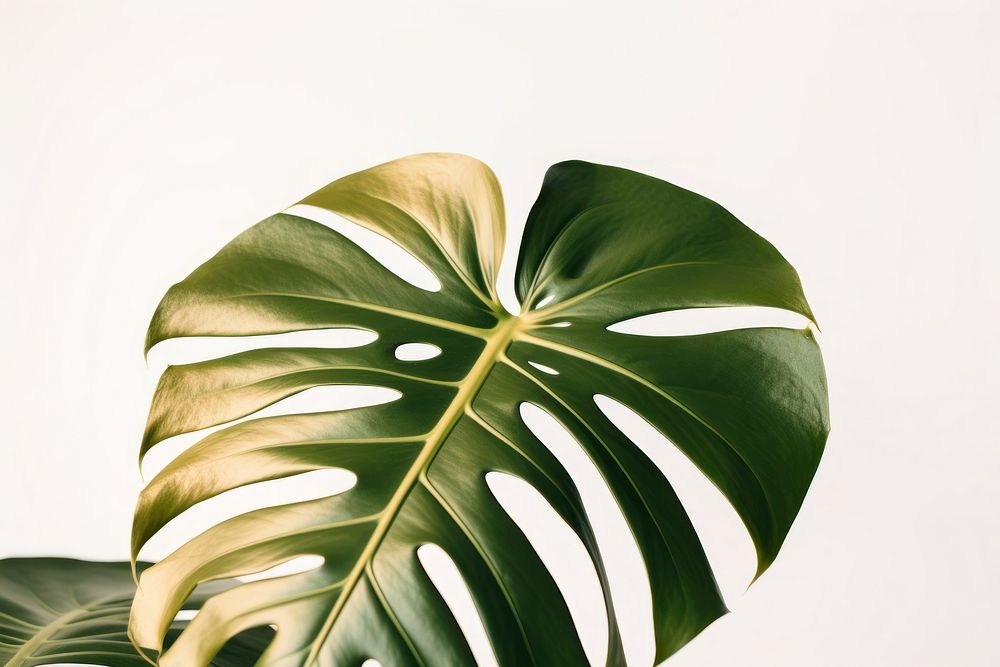 Monstera backgound plant leaf freshness. AI generated Image by rawpixel.