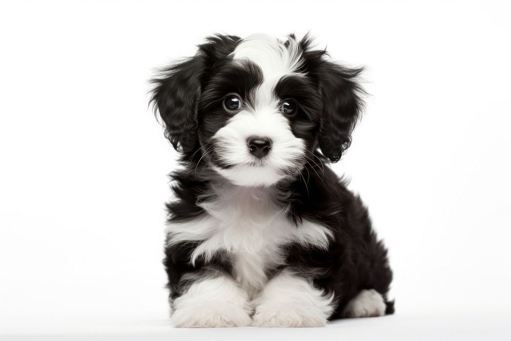Little cute maltipoo black white puppy spaniel mammal animal. AI generated Image by rawpixel.