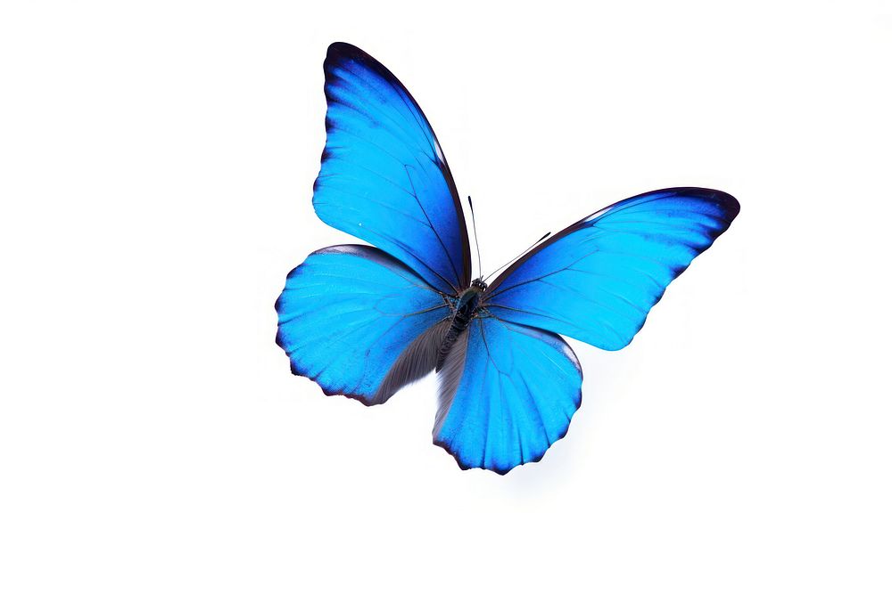 Blue butterfly animal insect flying. AI generated Image by rawpixel.