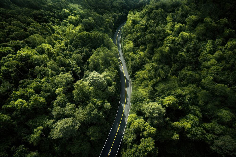 Forest road vegetation outdoors woodland. AI generated Image by rawpixel.