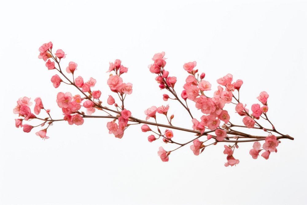 Twig of coral limonium flowers blossom plant petal. AI generated Image by rawpixel.