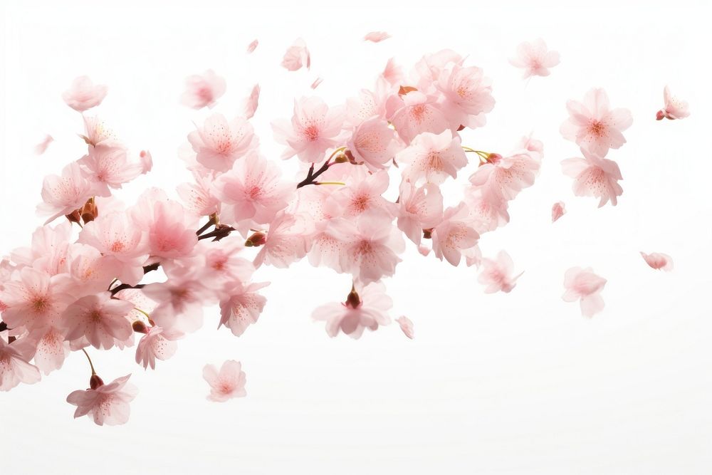 Cherry blossom flower petal plant. AI generated Image by rawpixel.