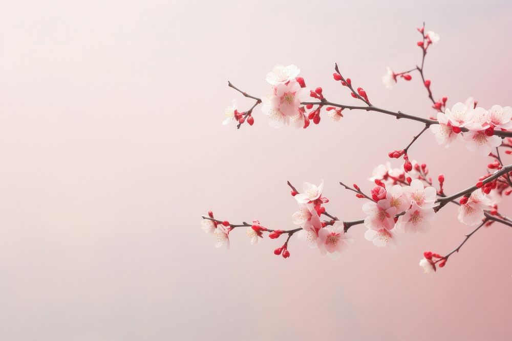 Cherry blossom outdoors branch nature. AI generated Image by rawpixel.