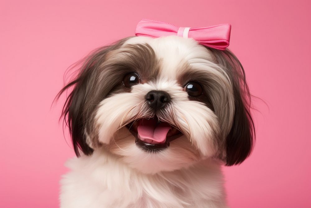 Shih Tzu dog mammal animal. AI generated Image by rawpixel.