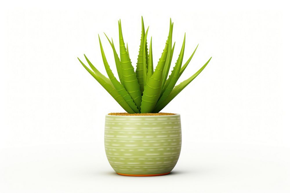Aloe vera plant xanthorrhoeaceae white background. AI generated Image by rawpixel.