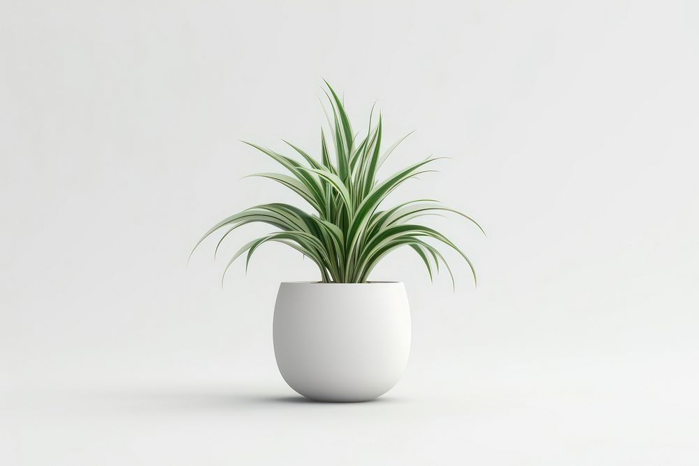 Spider plant vase wheatgrass houseplant. AI generated Image by rawpixel.