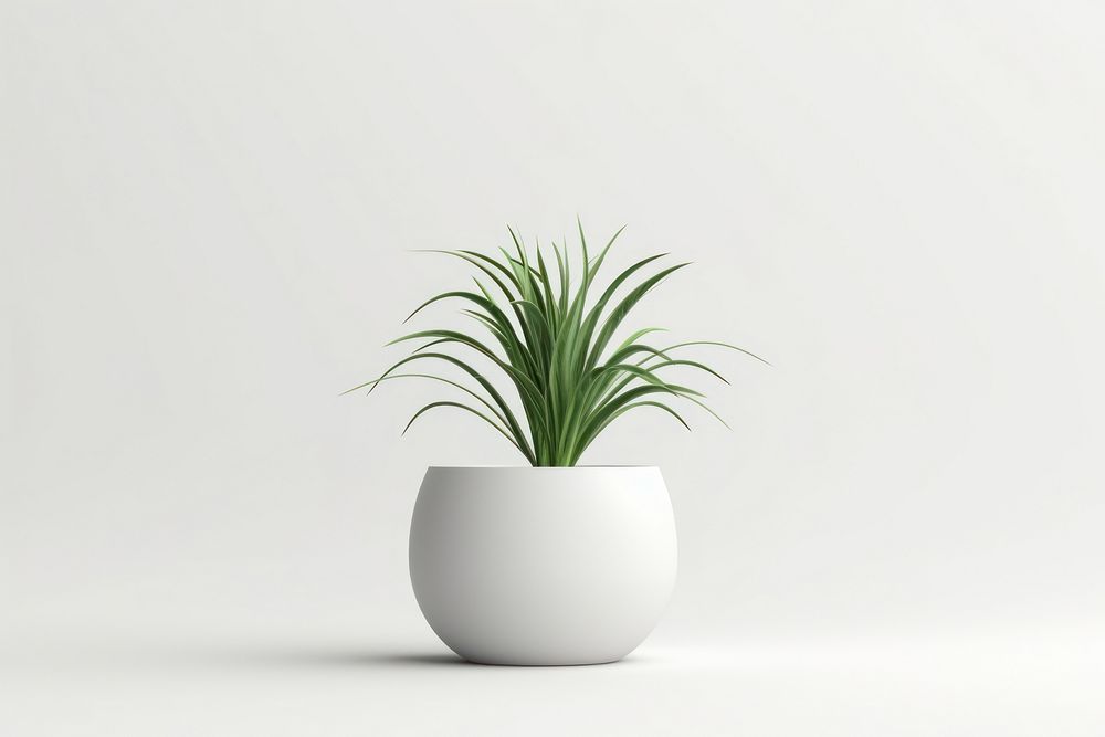 Spider plant vase wheatgrass houseplant. AI generated Image by rawpixel.