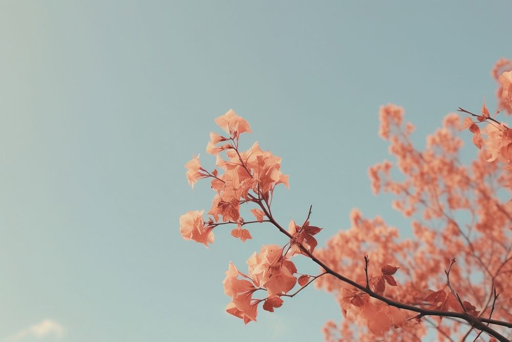 Aesthetic flower sky outdoors. AI | Premium Photo - rawpixel