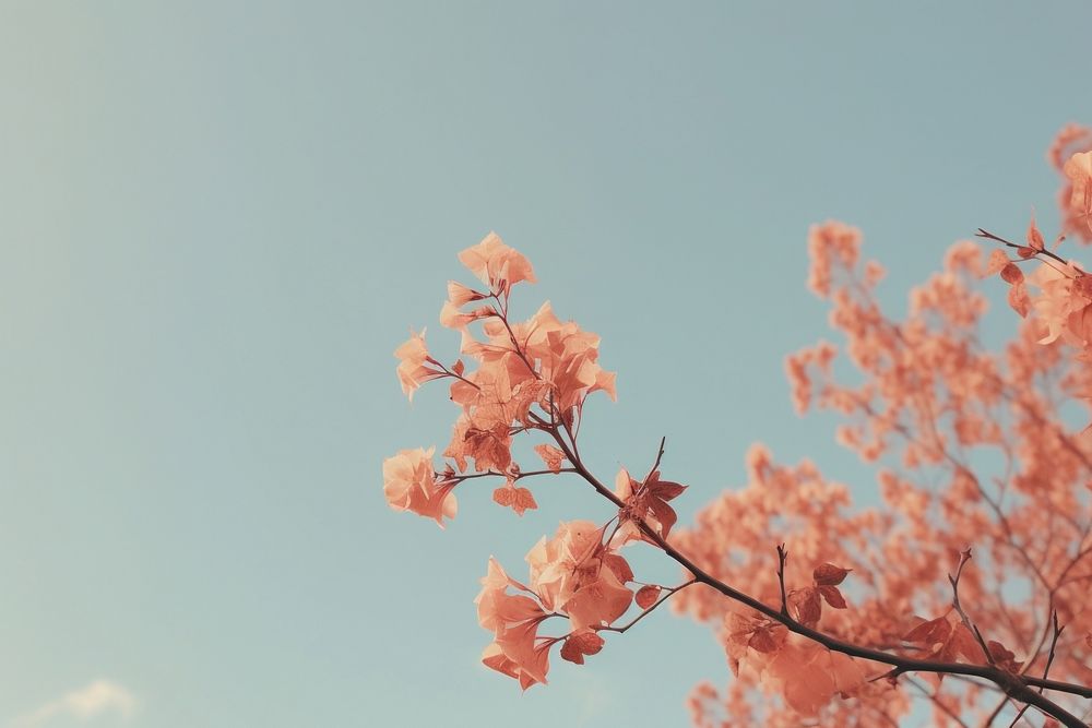 Aesthetic flower sky outdoors. AI generated Image by rawpixel.