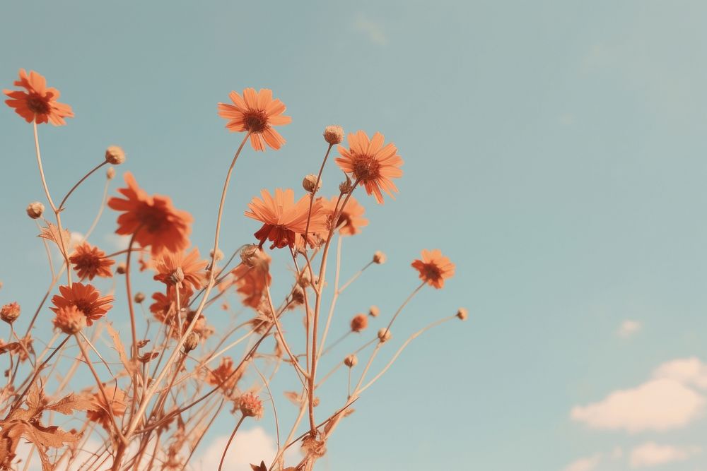 Aesthetic flower sky outdoors. AI generated Image by rawpixel.