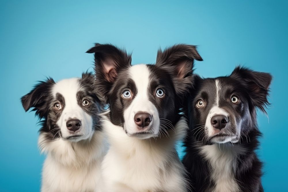 Collie dog mammal animal puppy. AI generated Image by rawpixel.