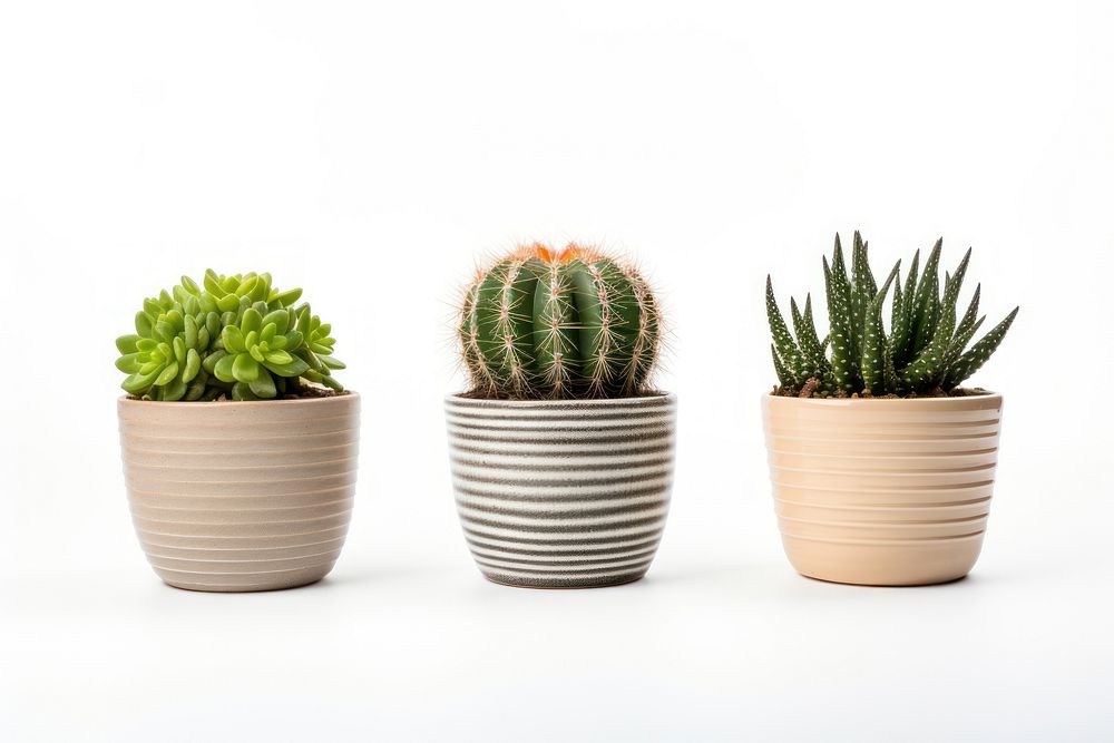 Cacti plants in pots cactus white background arrangement. AI generated Image by rawpixel.